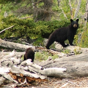 alaska black bear cub