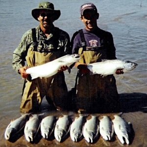 LIMIT OF SILVER SALMON